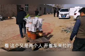 洛阳年宵盆栽牡丹火爆视频封面
