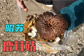 说好的伊昭公路自驾游，被女司机玩成采蘑菇游，9月昭苏还有鹿茸视频封面