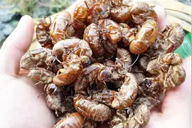 农村小伙捡了好多蝉衣，市场上卖到180元一斤，你们哪里多不多