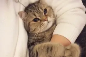 黏人的猫咪，抱着小哥哥死活不撒手，撒娇的声音酥得人心都化了视频封面