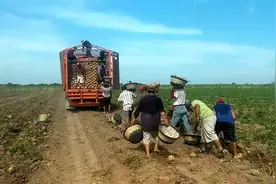 白地瓜大丰收，大货车直接开地里装，这产量太高了视频封面