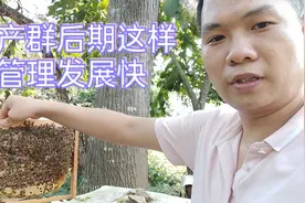 工产群后期这样管理，蜂群发展会更快，很多老手也是这样处理。视频封面