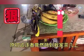 王者新赛季：四个王者印记兑换的皮肤你领了么？一步教你快速领取