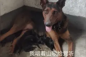 狗妹，很认真的给小奶狗喂奶……视频封面