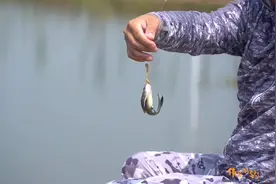 蚯蚓肉夹馍，下去第一杆就中了今天的目标鱼，你有没有这么用过？