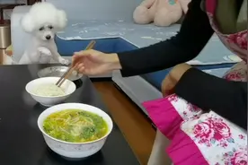 想养狗的来看看吧！这比熊一碗面条就够了，太好养了！