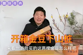 云磊最近很迷恋金豆，网购两棵金豆下山桩，大家看看品相怎么样，