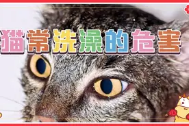 猫咪经常洗澡的危害！