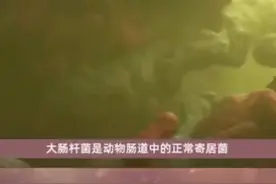 什么是大肠杆菌？