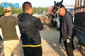 乌头驴一出现，就引起众人的围观，大家看这头驴怎么样有多重视频封面