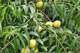 准备乡村一日游：采摘黄金冠黄桃视频封面