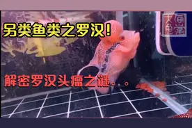 罗汉的头瘤里面到底是什么？