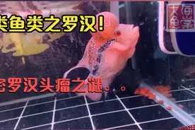 罗汉的头瘤里面到底是什么？