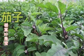 茄子好吃“树”更好，农民为啥用它煮水洗手又泡脚，赶紧来看一下视频封面