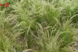 不挤景区，不要门票——武汉这个公园深藏大片花海