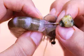 鲜虾这样处理才正确，5秒一个，虾线、虾脑、虾包一次性剔干净视频封面