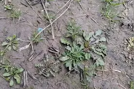 你喜欢吃野菜吗？有些野菜不能吃，你知道吗？