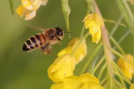 为什么总有蜜蜂围着你飞舞？其实是有重要的事通知你视频封面