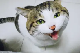 猫咪在主人腿边来回蹭还不断叫着：撸我！小话唠太能说了！好逗视频封面