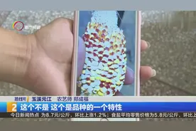 高温让玉米晒成爆米花 ？