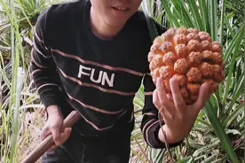 野菠萝，有叫露蔸，有叫滴血莲花，你们那叫什么？网友说不能吃视频封面
