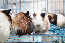 农村小伙告诉你：千万不要养荷兰猪，因为一养上就爱不释手了！视频封面