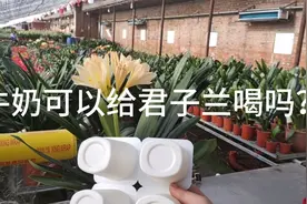 牛奶中含有大量的蛋白质对人体有帮助，对花卉有害无益视频封面