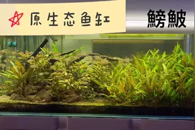 原生态鱼缸，一缸鰟鮍鱼不打氧不用加热棒状态好极了视频封面