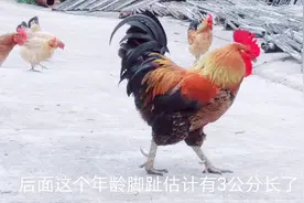 大山瑶寨巧遇瑶山5年的老公鸡，后脚趾都长到3公分长了，太漂亮了