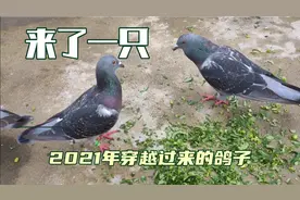 养鸽子发现来了一只奇怪的鸽子，是从2021年穿越过来的吗