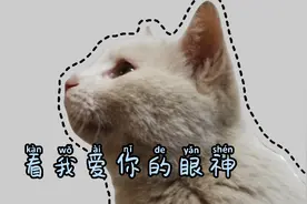 能带出去遛的猫咪你见过吗？ 比暹罗还好遛，比布偶还粘人！视频封面
