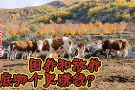 新手养牛小白总认为，圈养要比放养更赚钱，事实真是样吗？视频封面