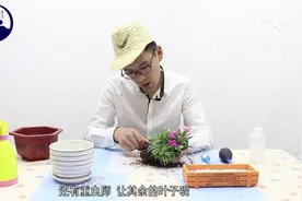 康乃馨的换盆种植及养护方法！视频封面