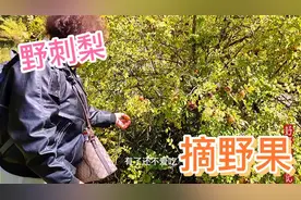 秦岭旅行：这种野果有人叫野刺梨，有人叫野石榴，你哪里叫啥？视频封面