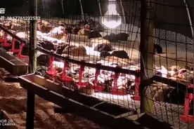 小鸡也有睡觉的时间