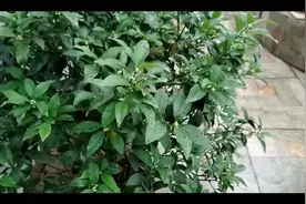 金桔6月才开花？皇帝柑，沙田桔早就结果了视频封面