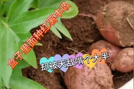 泡沫盒种红薯也能大丰收！却被老鼠啃坏了大半，退休老人心疼不已