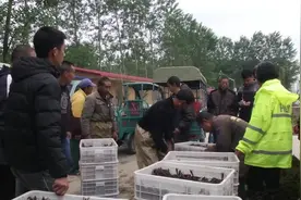 中年汉子养殖小龙虾，一天最多能销售2万斤，2年纯收入超百万！视频封面