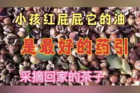 80元一斤的茶油，他可以食用，也可以做药，一年收成一次视频封面