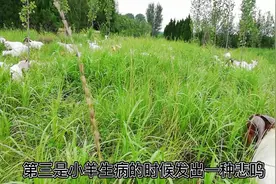 羊的几种叫声代表了它们所要表达的什么意思？你知道吗