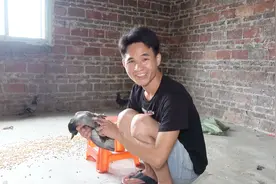 小莫为了区分鸽子公母，竟然想出这么奇葩的方法，太逗了视频封面