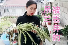 被丢弃的银心吊兰，叶片徒长干枯状态很糟糕，带回家好好养视频封面
