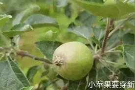 乳山苹果开始套袋了，来看看妇女们一天挣多少，中午吃啥