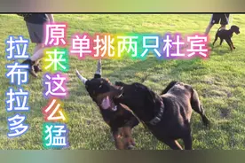拉布拉多 单挑两只杜宾 实属罕见 原来拉布拉多这么猛 长见识喽！视频封面