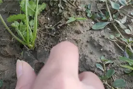 怎么采收香菜？才可以一茬一茬地割，窍门在这视频封面