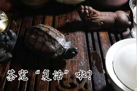 茶宠是活的？乌龟！太会玩了 澜沧古茶名山名品普洱茶压压惊视频封面