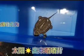 没有晒台，照样可以晒背，小龟新到2天，就适应了环境视频封面