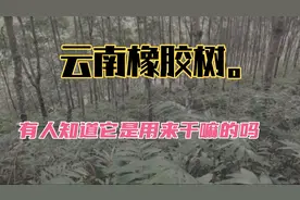 云南西双版纳的橡胶树因为价格不好都没人割了。地里面都长草了。视频封面