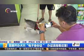 昆明开办犬只“电子身份证 ”,办证流程看这里！视频封面
