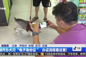 昆明开办犬只“电子身份证 ”,办证流程看这里！视频封面